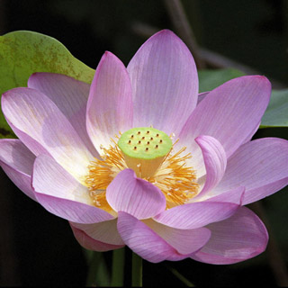 メントール・フォールディング・レフレックス テッサー150mmF4.5作例